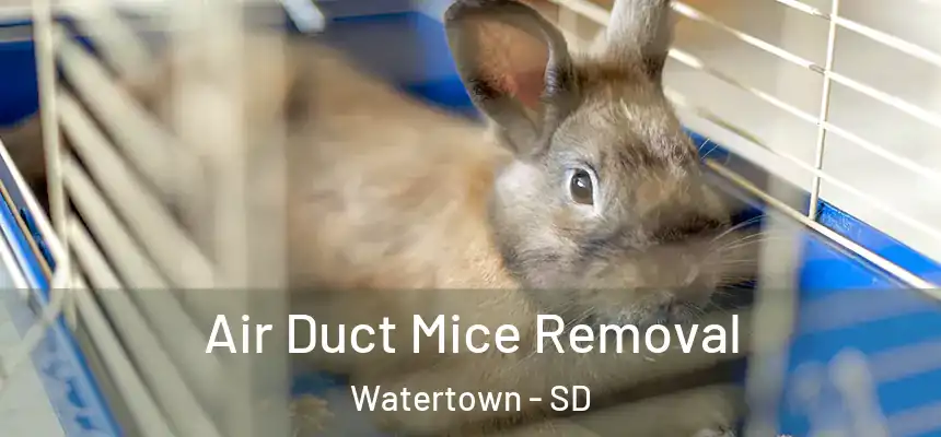 Air Duct Mice Removal Watertown - SD